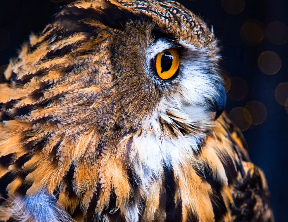 lawnwise owl header pest control site- JLB, Best Web Design and Web Development Company in Nashville, Brentwood, and Franklin