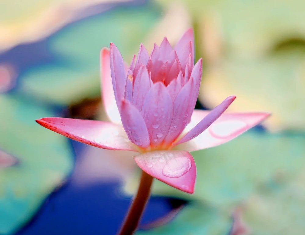 lotus flower header image - JLB, Best Web Design and Web Development Company in Nashville, Brentwood, and Franklin
